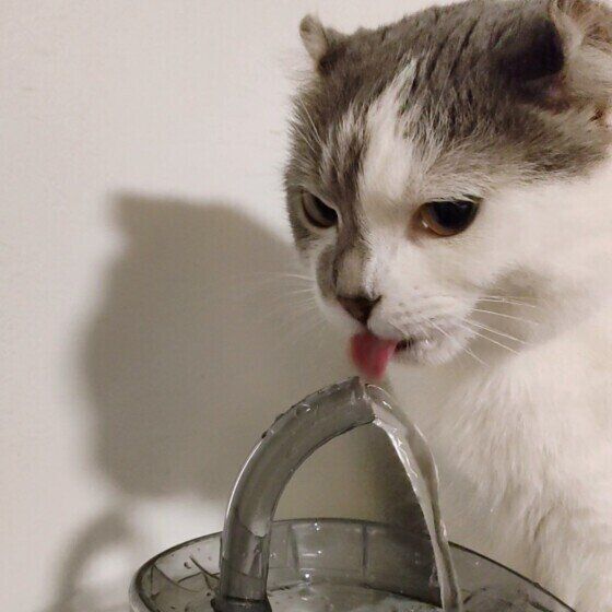 マンチカールのキトちゃん