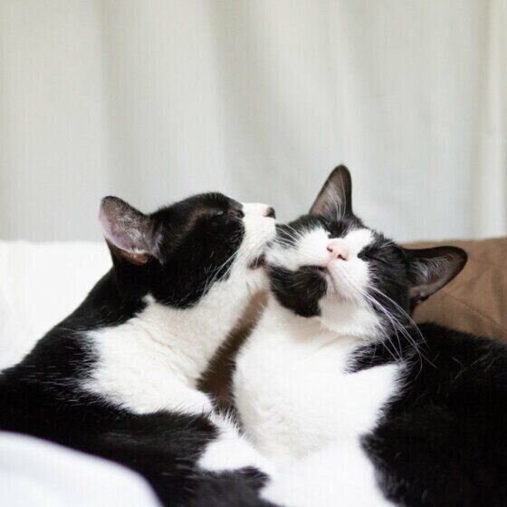 MIX黒×白 おむすび丸くん