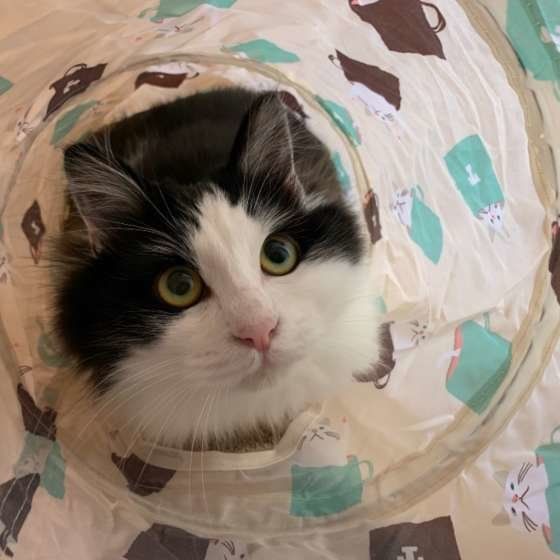 トンネルに入る猫