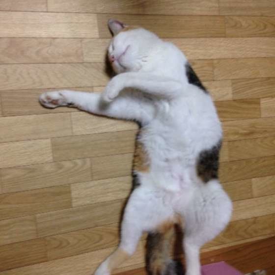 フラダンスをするニャンコ先生ちゃん