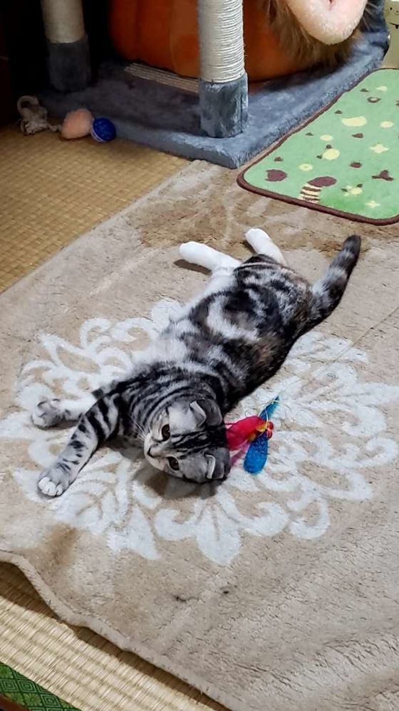 獣医師監修 ビヨーンと伸びる猫 その理由と意味を専門家が解説 画像あり ねこのきもちweb Magazine 獣医師監修 ビヨーンと伸びる猫 その理由と意味を専門家が解説 画像あり ねこのきもちweb Magazine