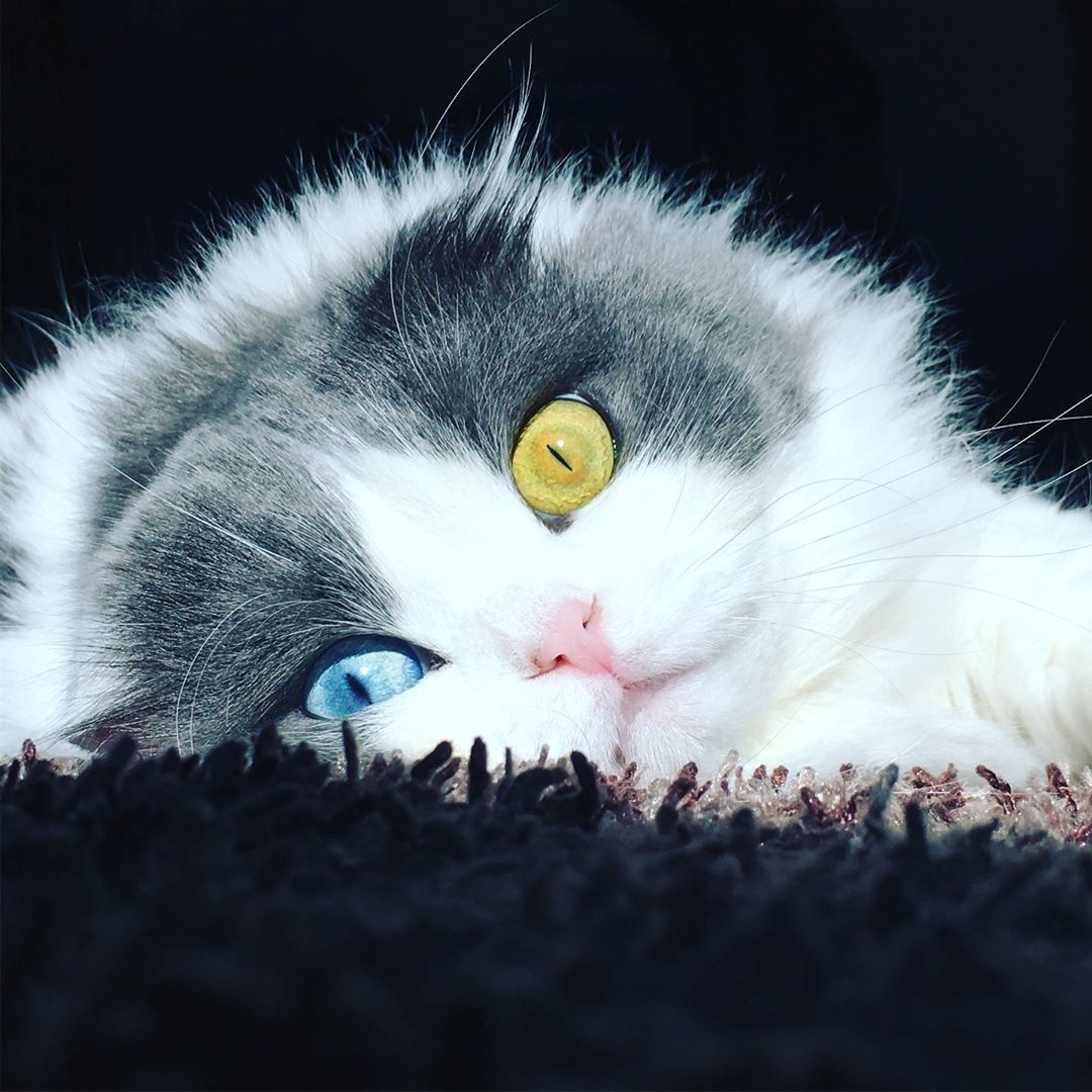 スコティッシュフォールドのまめ春ちゃん