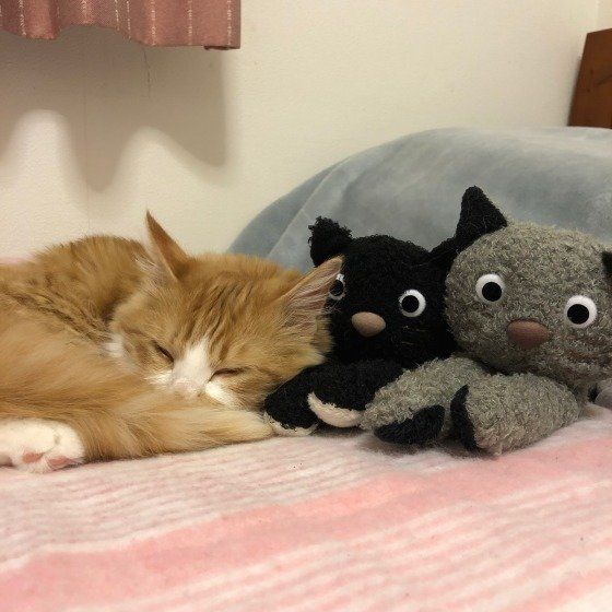 ぬいぐるみに寄り添って寝る猫