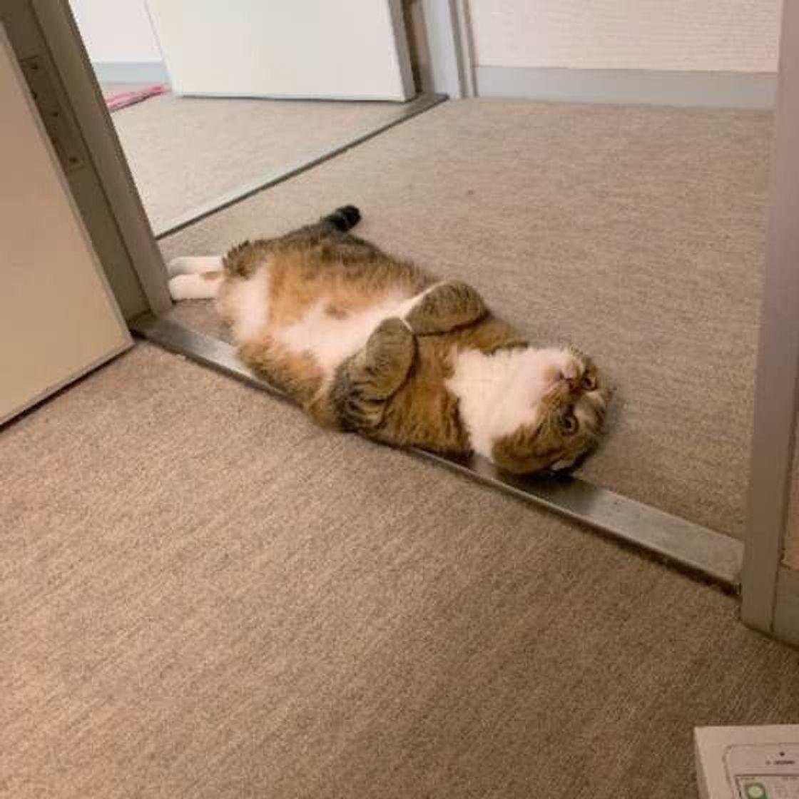 おへそ丸出し 飼い猫たちが無防備に 一直線寝 をする理由 ねこのきもちweb Magazine おへそ丸出し 飼い猫たちが無防備に 一直線寝 をする理由 ねこのきもちweb Magazine