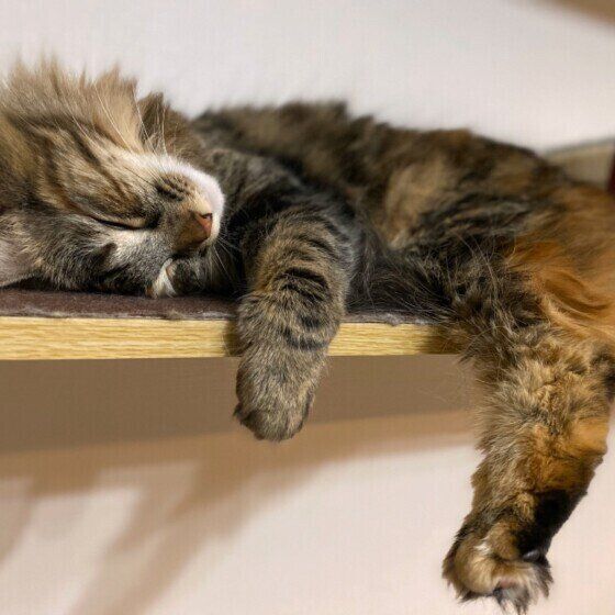 眠るノルウェージアンフォレストキャット