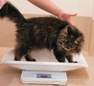 撮影／中川文作