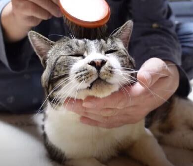 キジトラネコ　リキちゃん