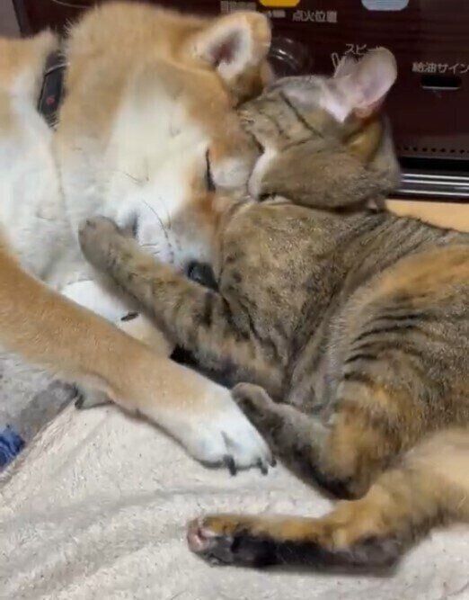 柴犬に噛みつく猫