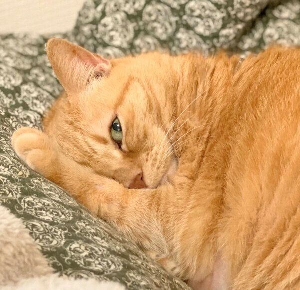 見つめるきなこちゃん