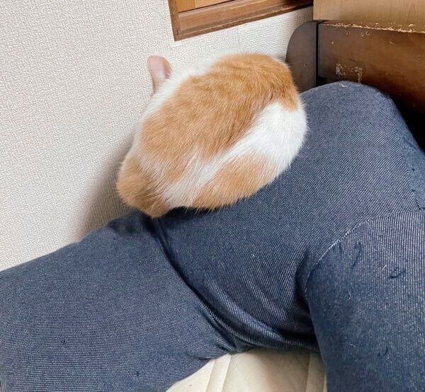 丸くなって眠るポチちゃん