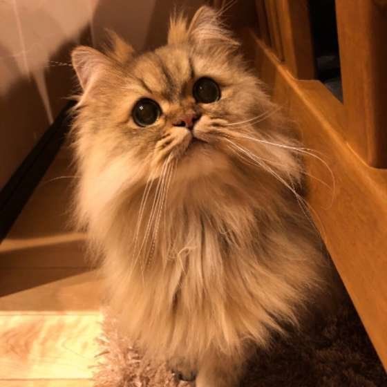 見つめるペルシャ