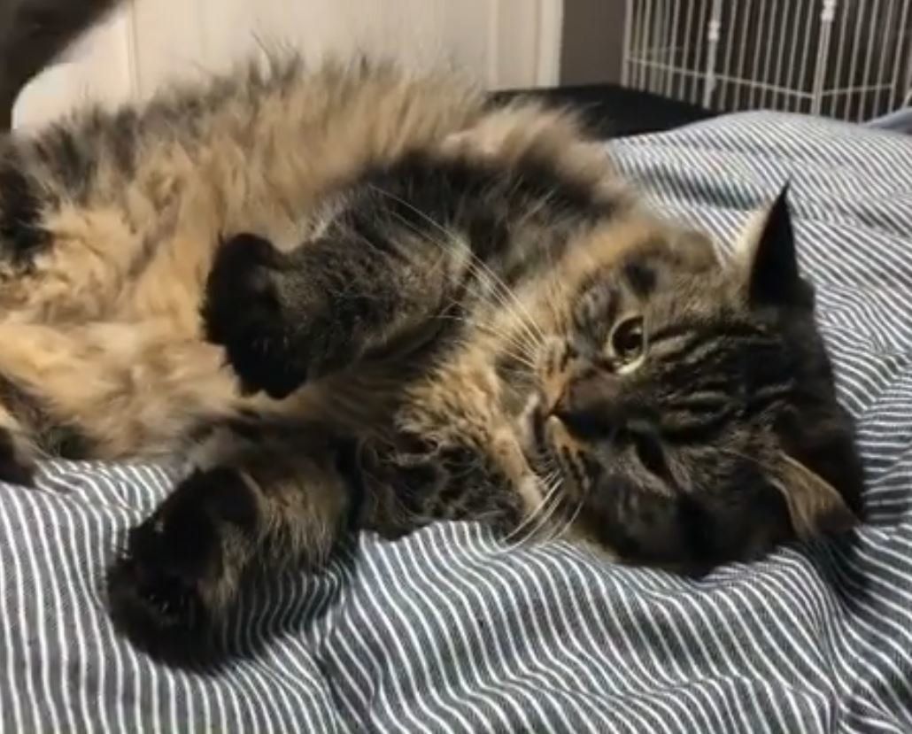 お兄ちゃんのチロルくん