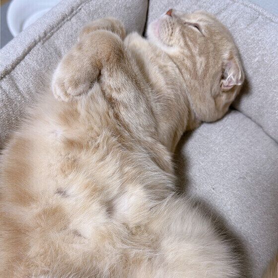 スコティッシュフォールド 梛くん