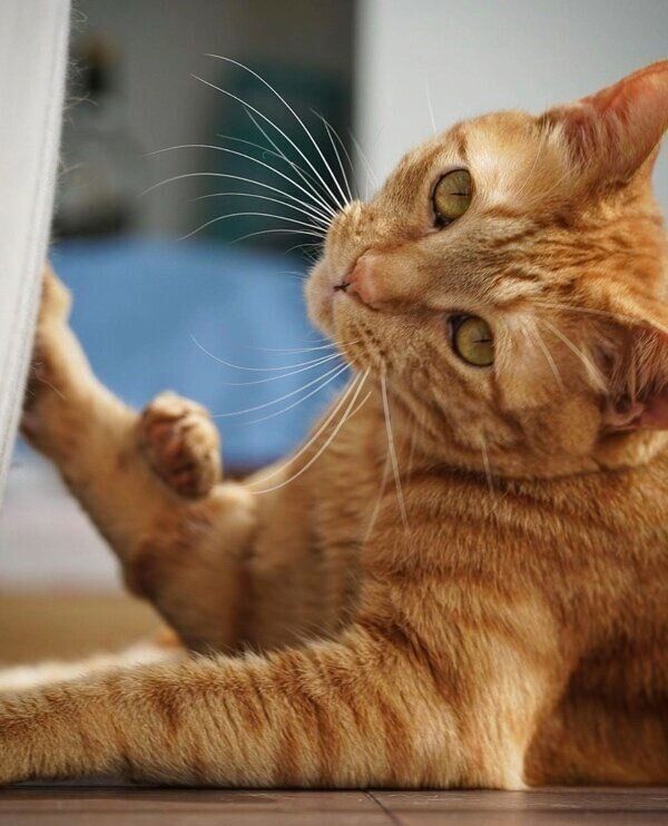 振り向き姿がイケメンすぎる小次郎くん