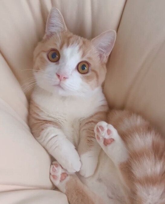 ヨギボーでくつろぐぽてちくん