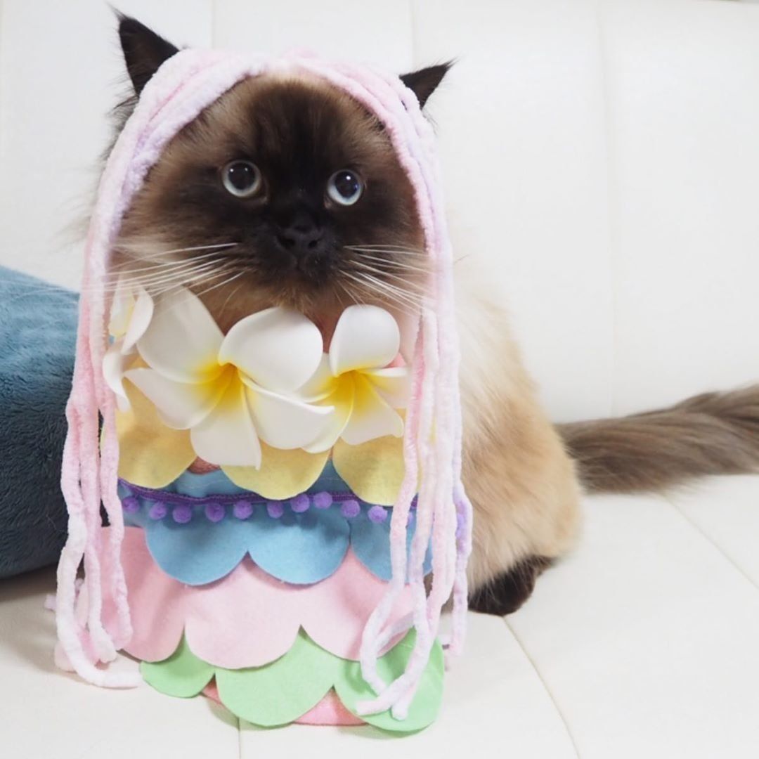 アマビエチャレンジする猫