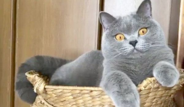 見つめるパティちゃん