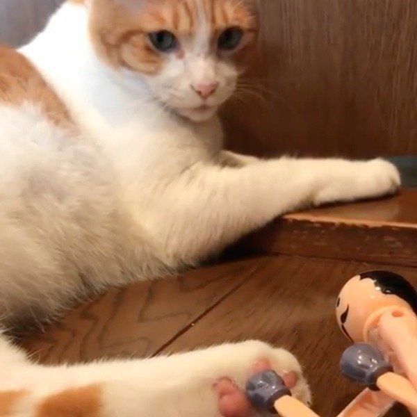 おもちゃにジャブされるにゃんこ