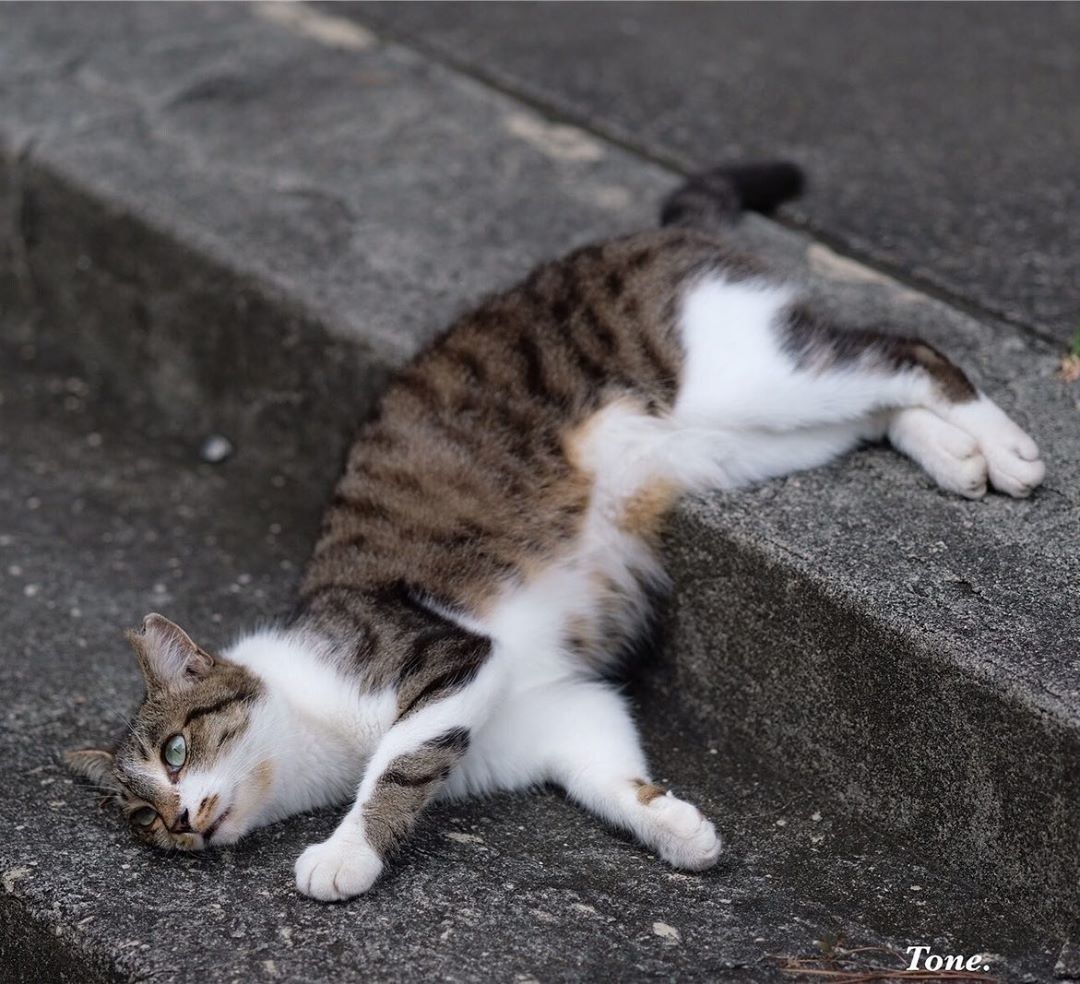 外猫ちゃんもとろける