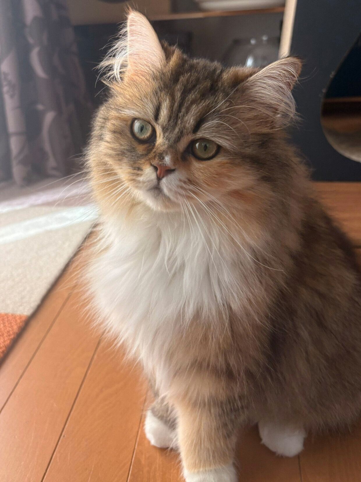 国内人気作家様、小さな猫 Amazon.co.jp: 女優猫あなご (小学館ジュニア文庫 く 5-1