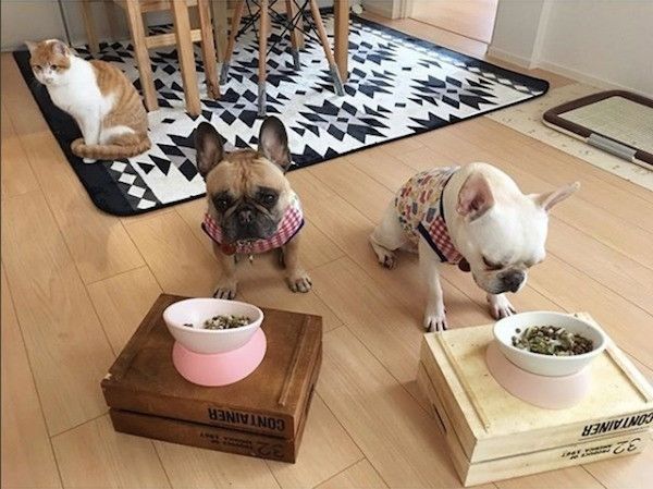 ワンコのごはんを食べちゃうニャンコ
