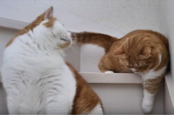 息子のしっぽで遊ぶパパ猫