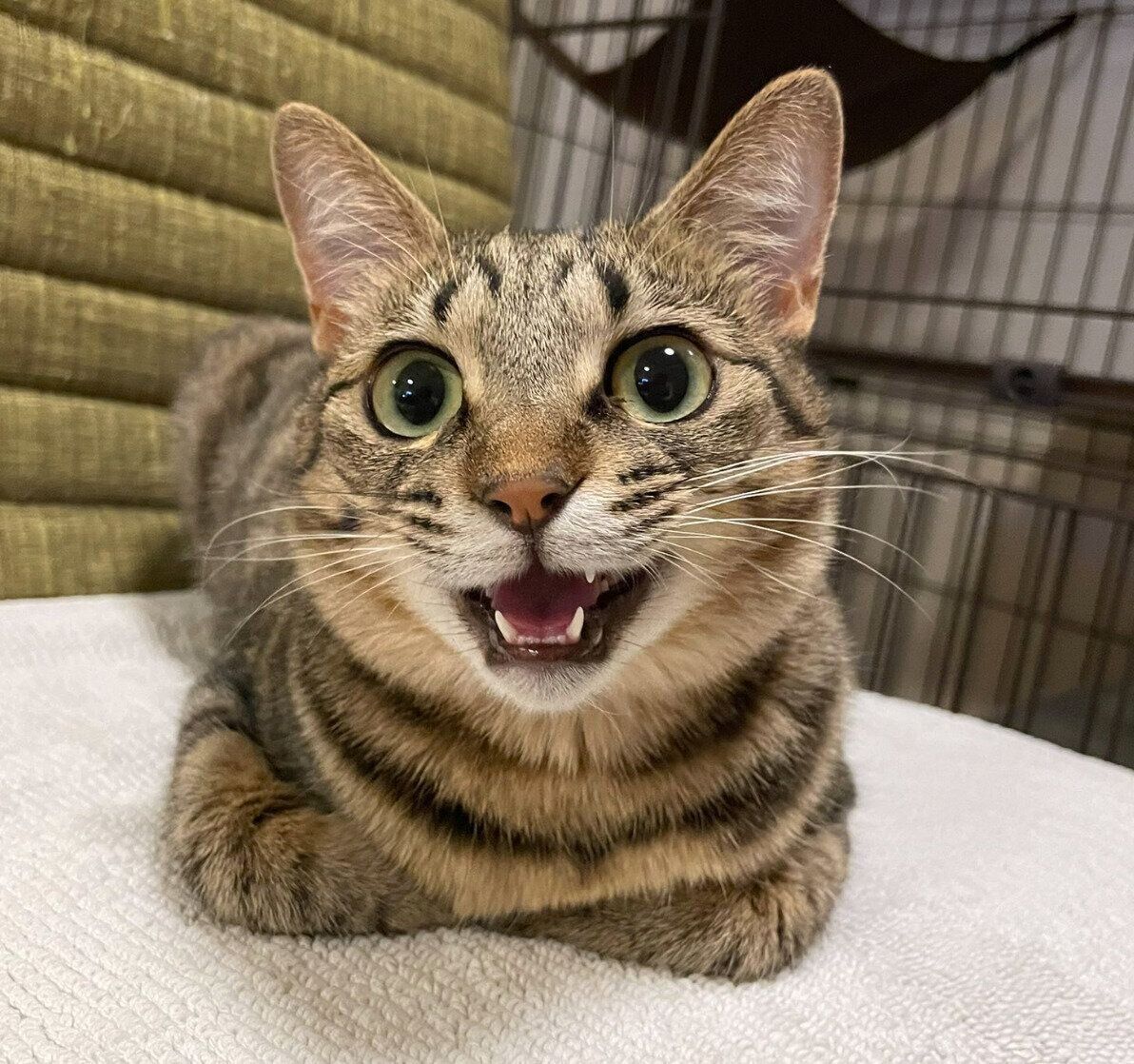 「おててないない」ポーズをするすずちゃん