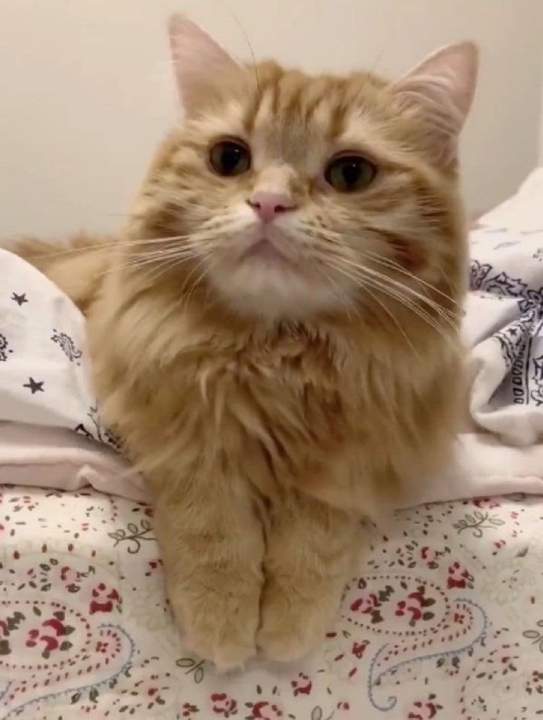 こんな顔をされたら チーズを見た猫の くれくれ アピールがたまらん ねこのきもちweb Magazine こんな顔をされたら チーズを見た猫の くれくれ アピールがたまらん ねこのきもちweb Magazine