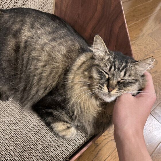 撫でられて気持ちよさそうな桃ちゃん