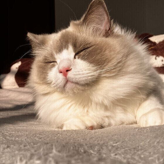 ラグドールのめるもくん