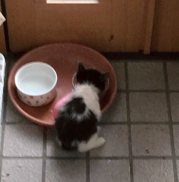 保護当時のうりくん