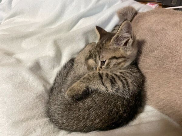 たぬにくっつくしま子