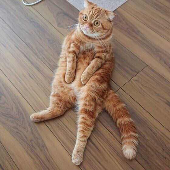 くつろぎ中のミーコちゃん