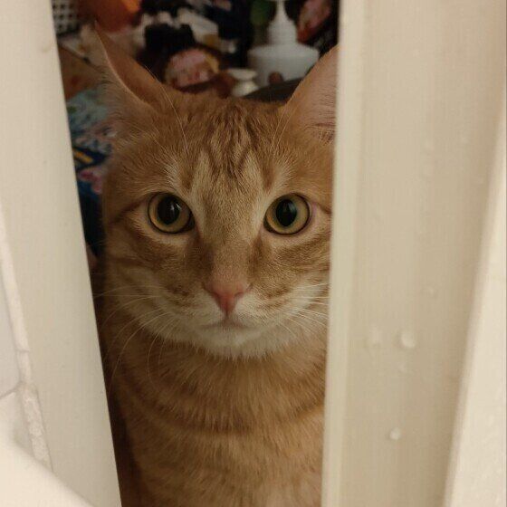 お風呂のドアのすき間から覗く猫