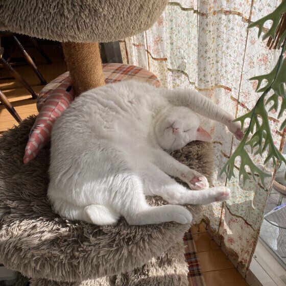 MIX白のももちゃん