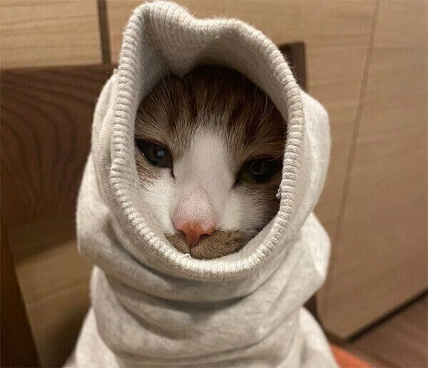 スウェットの中に入るぽむちゃん