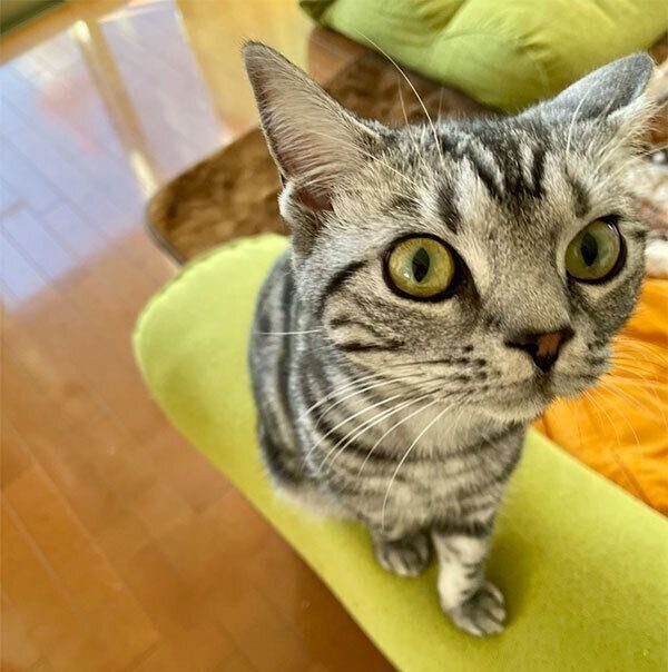 見つめるテトちゃん