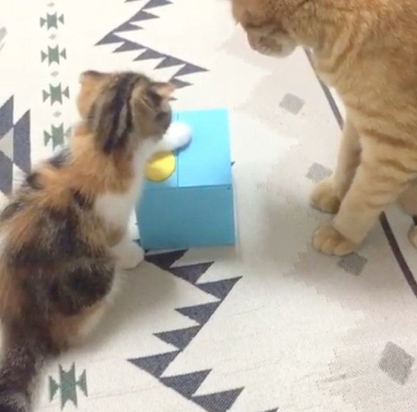 貯金箱で遊ぶ茶トラとマンチカン