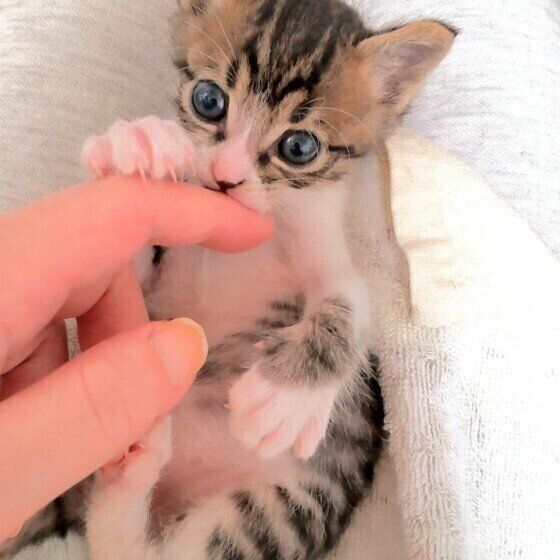 甘嚙みするキジトラの子猫