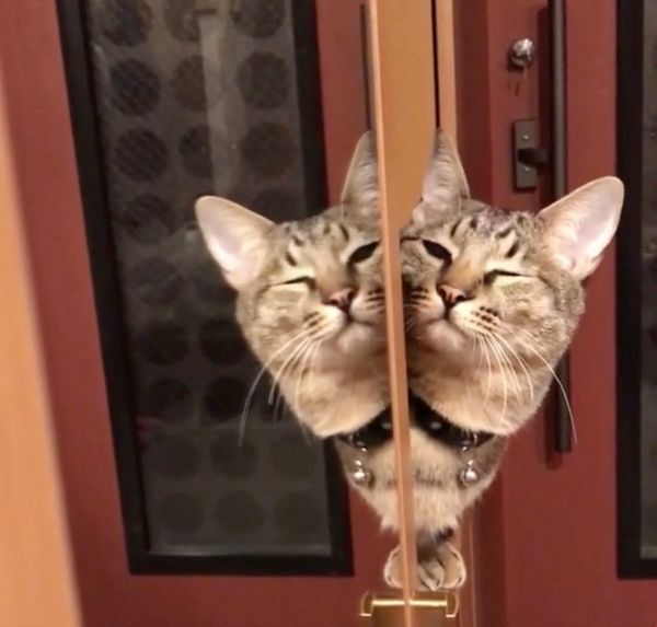鏡に映る猫