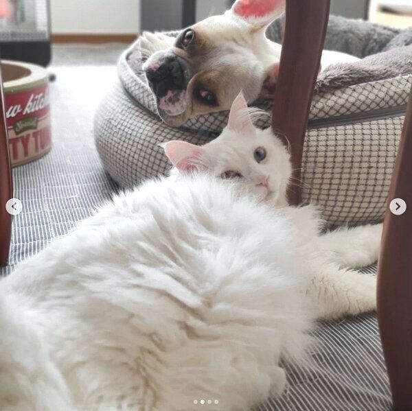 まったりするコテツくんとハルクくん