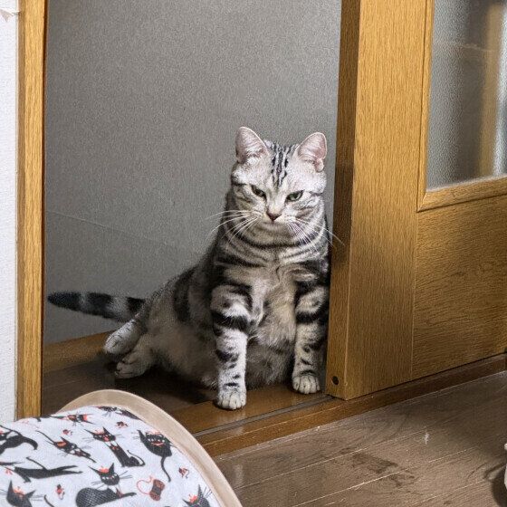 座ったまま伸びるアメリカンショートヘア
