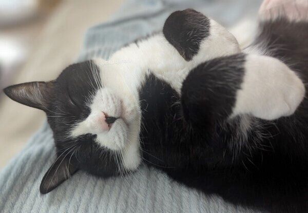 床でゴロンの富士丸くん