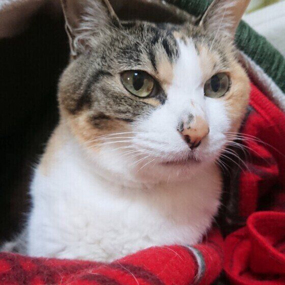 みぃみぃちゃん　14才