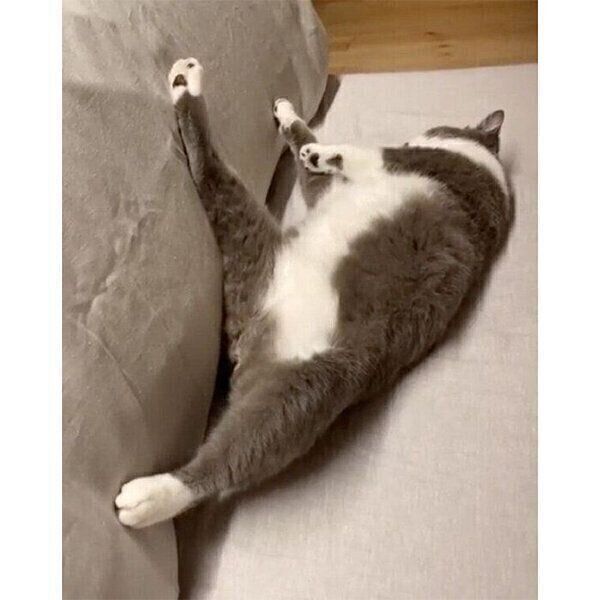 開放感のある姿で眠るくまおくん