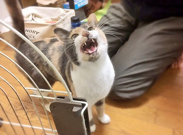 鳴く猫