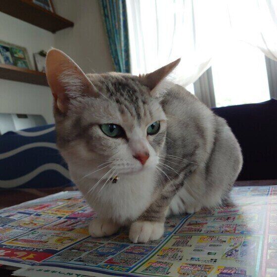 チラシにのるココちゃん（MIX）