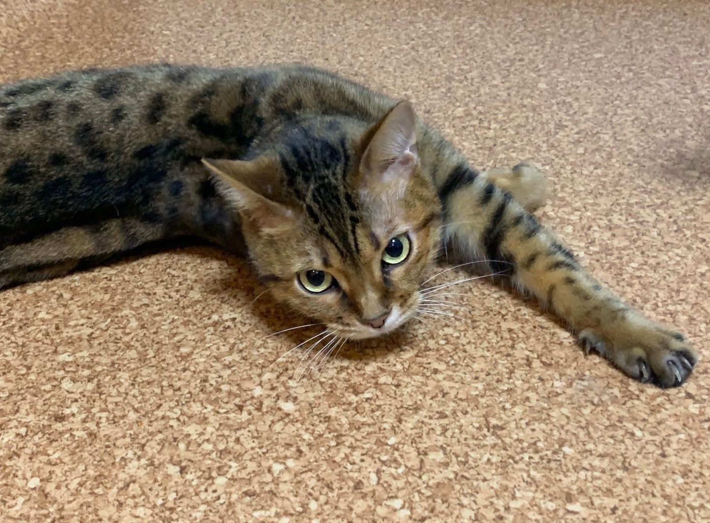 Tvアニメ うちタマ 人気声優が語る 猫と暮らしはじめたきっかけとは ねこのきもちweb Magazine Tvアニメ うちタマ 人気声優が語る 猫と暮らしはじめたきっかけとは ねこのきもちweb Magazine