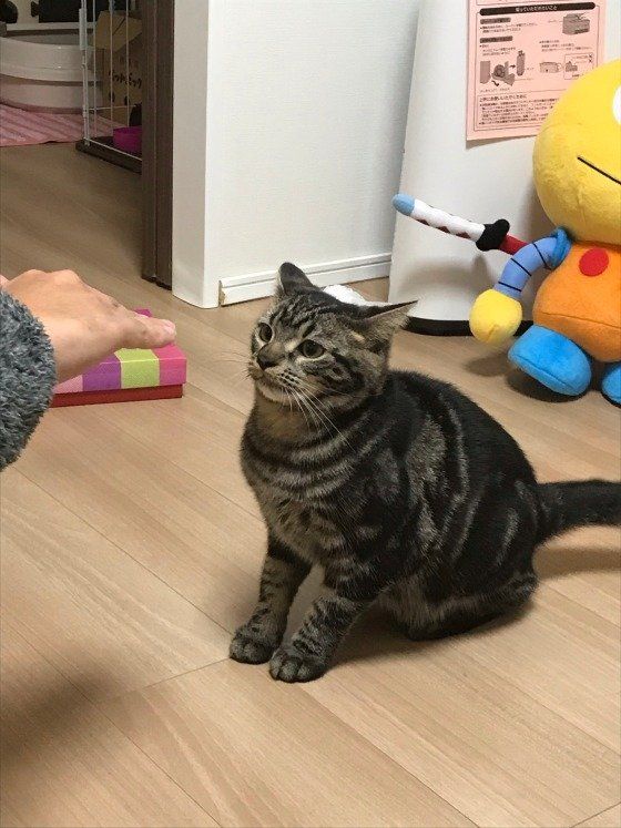 茶々丸ちゃんのイカ耳