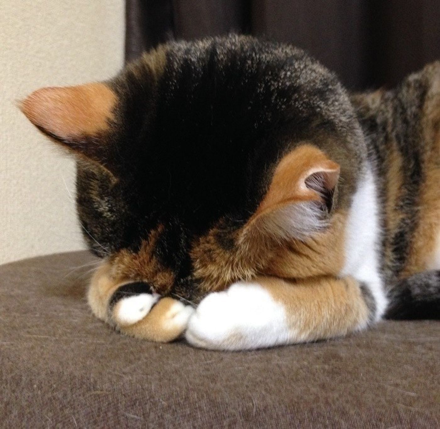 本当に反省しています 見れば見るほどハマる ごめん寝 10選 ねこのきもちweb Magazine 本当に反省しています 見れば見るほどハマる ごめん寝 10選 ねこのきもちweb Magazine